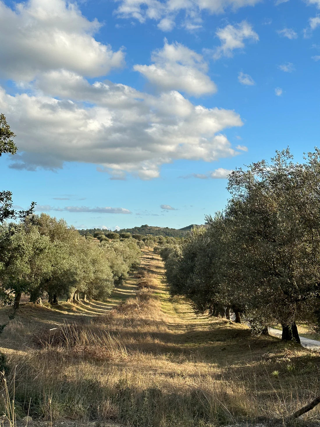 PRE ORDER - Certified Organic Ancient Italian Olive Oil 2024 Harvest